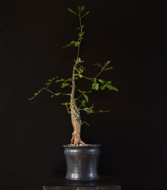 Bursera Fagaroides 40-50cm