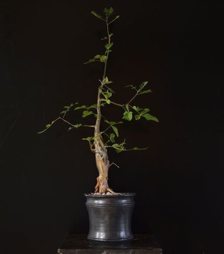 Bursera Fagaroides 40-50cm