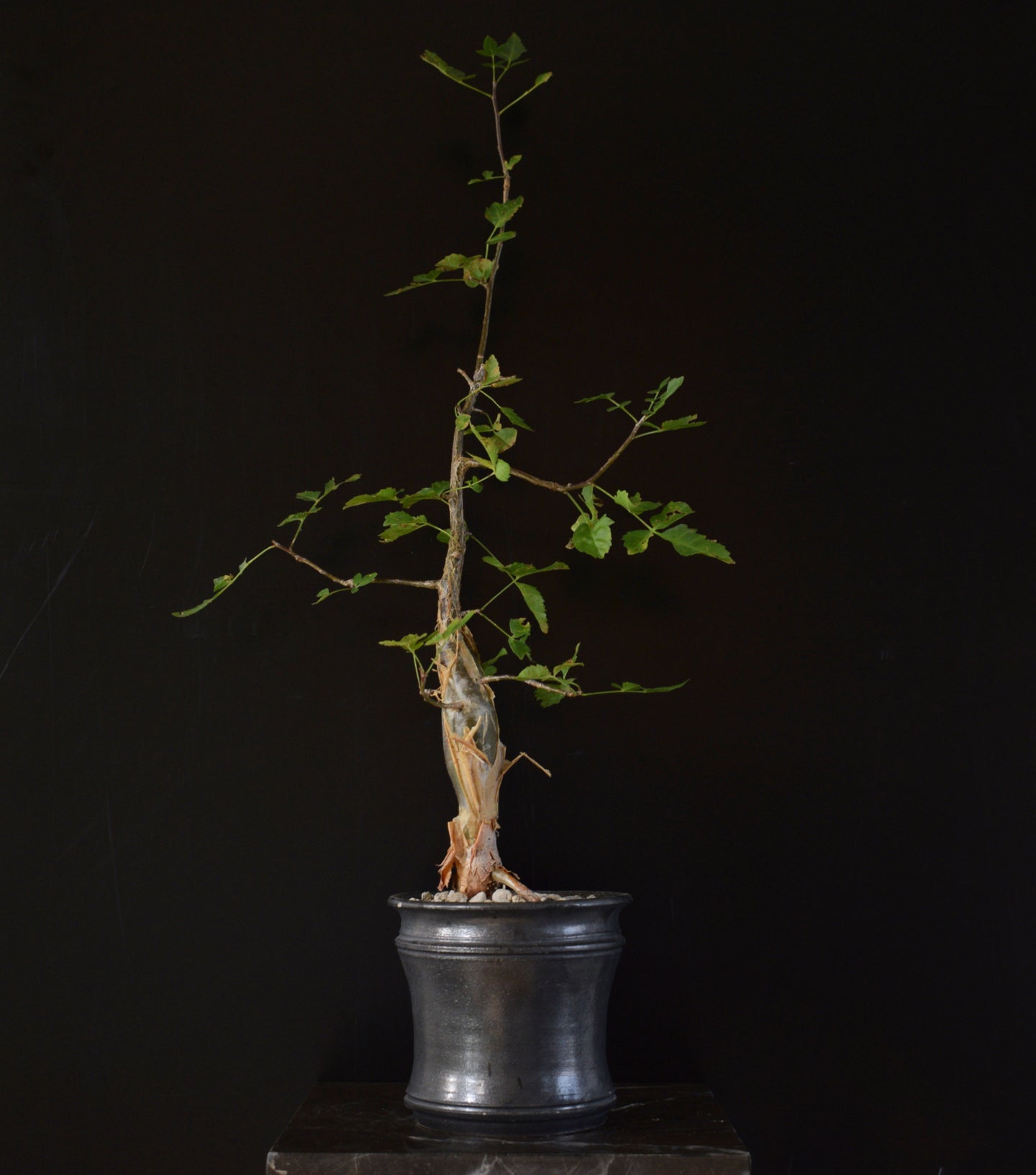 Bursera Fagaroides 40-50cm