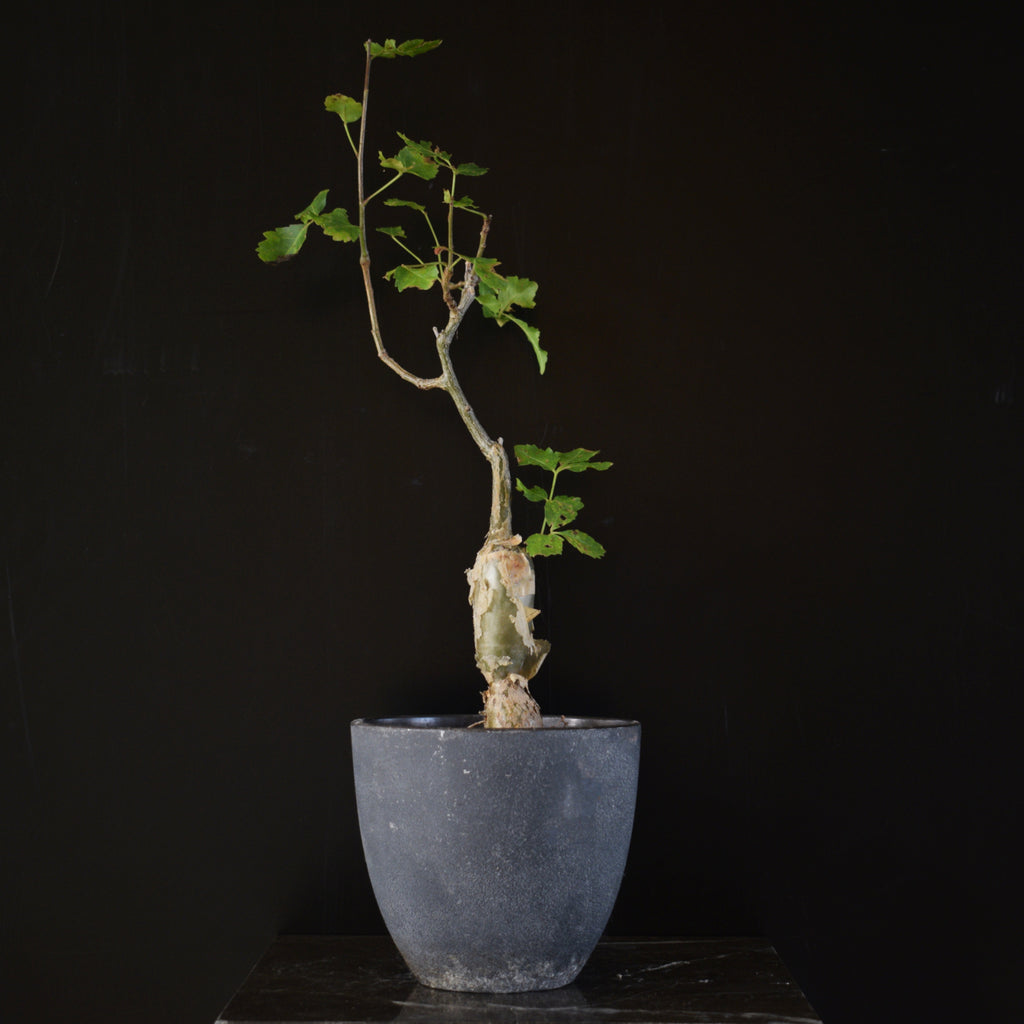 Bursera Rzedowskii Bursera Fagaroides - 30cm – Caudiciform.com