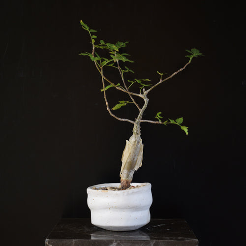 Bursera Fagaroides