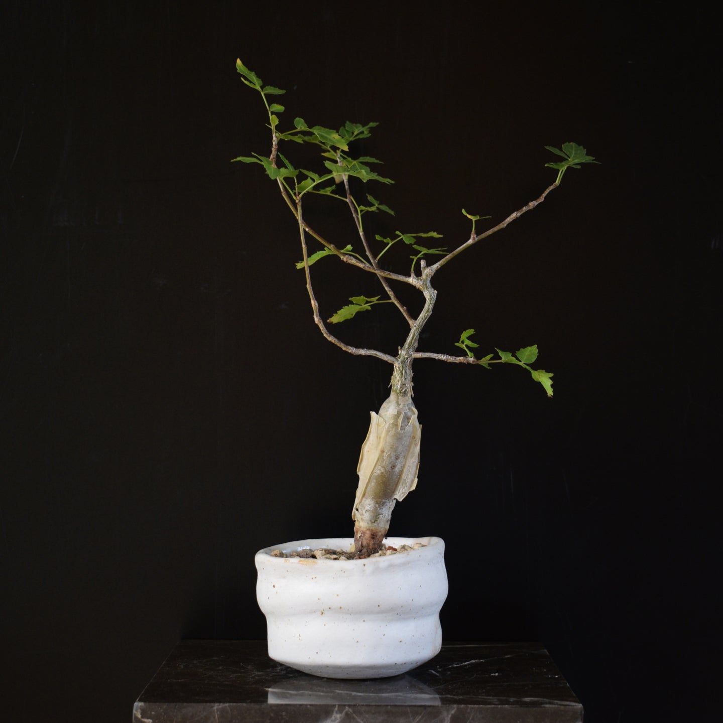 Bursera Fagaroides