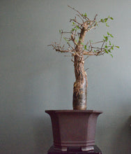 Stor Bursera Fagaroides
