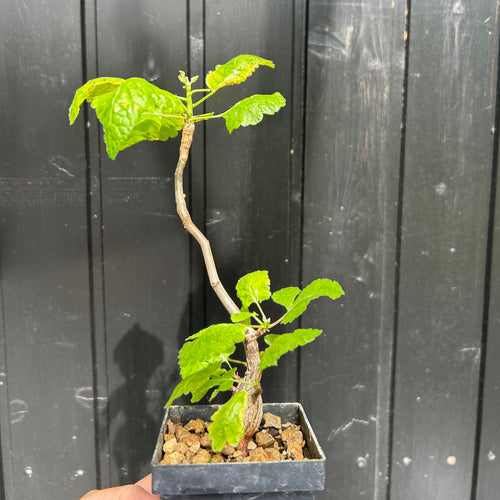 Bursera Hindsiana