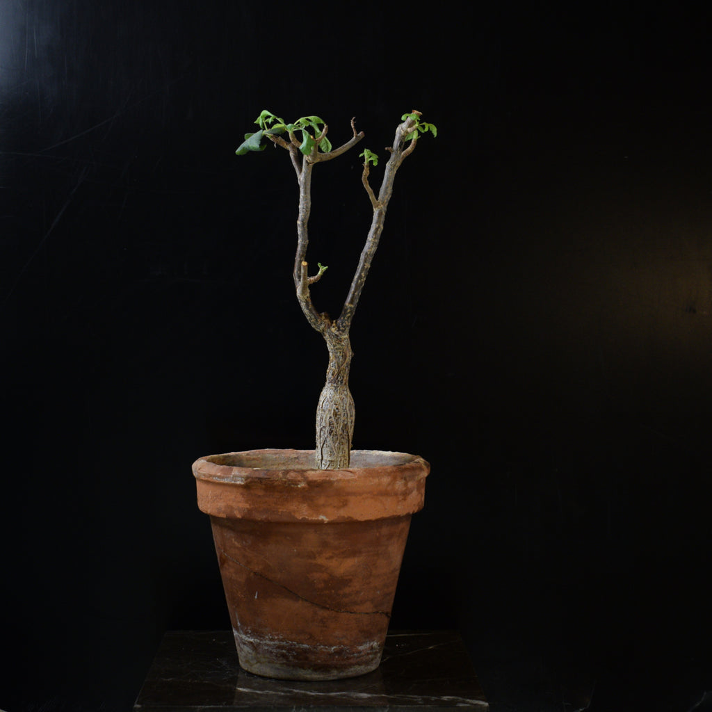 Bursera Hindsiana – Caudiciform.com