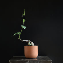 Cissus Trifoliata