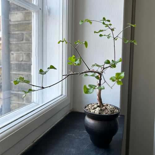 Commiphora Brevicalyx Ssp. Brevicalyx