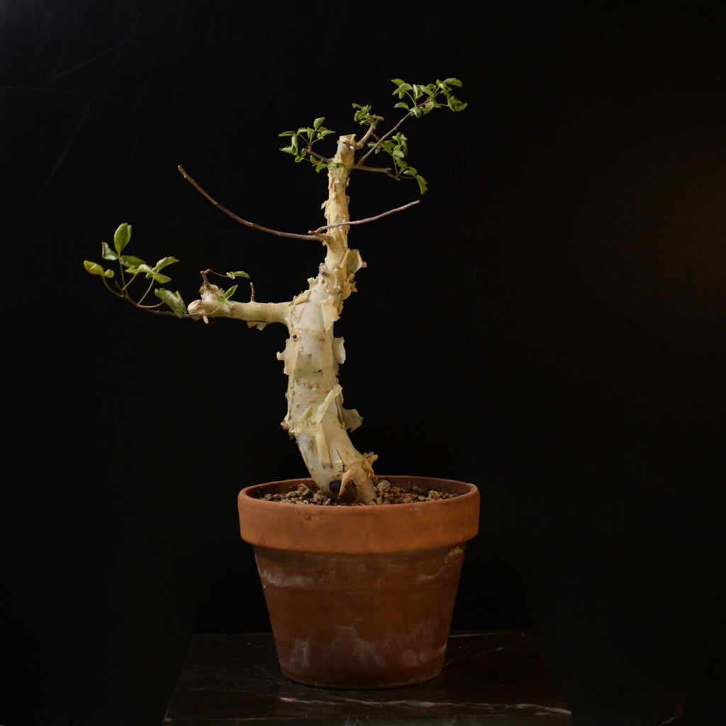 Commiphora Kataf – Caudiciform.com