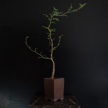 Commiphora Monstruosa