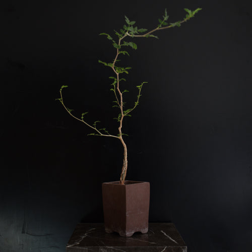 Commiphora Monstruosa