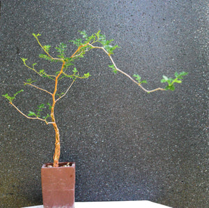 Commiphora Monstruosa