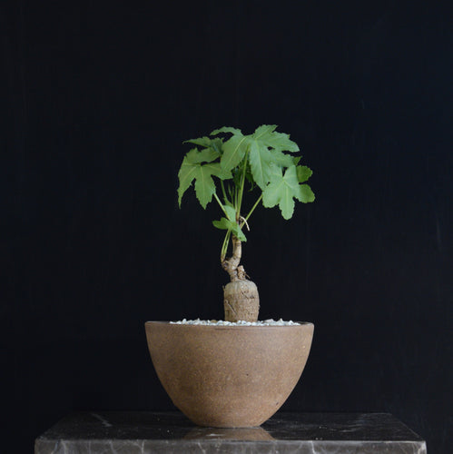 Cussonia Natalensis
