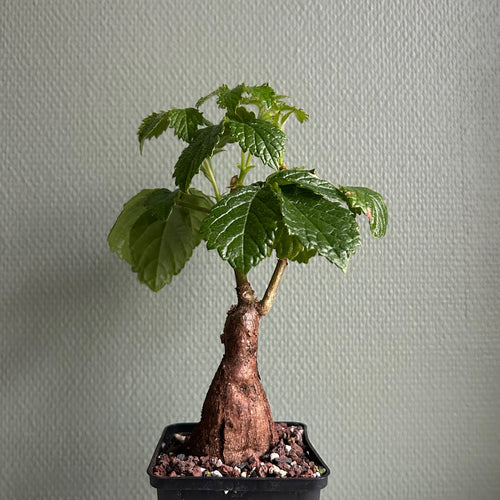 Cyphostemma Cirrhosum