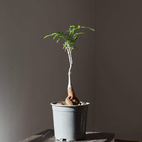 Cyphostemma Elephantopus