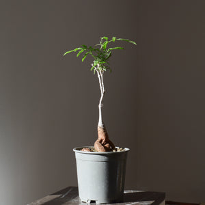 Cyphostemma Elephantopus