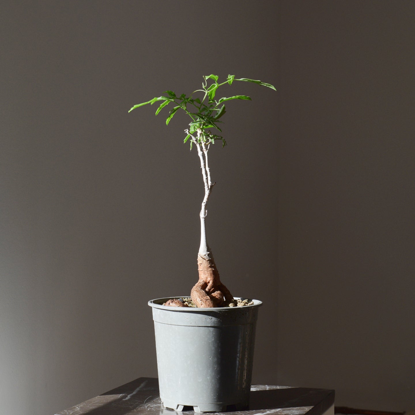 Cyphostemma Elephantopus
