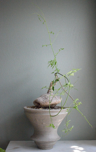 Cyphostemma Elephantopus