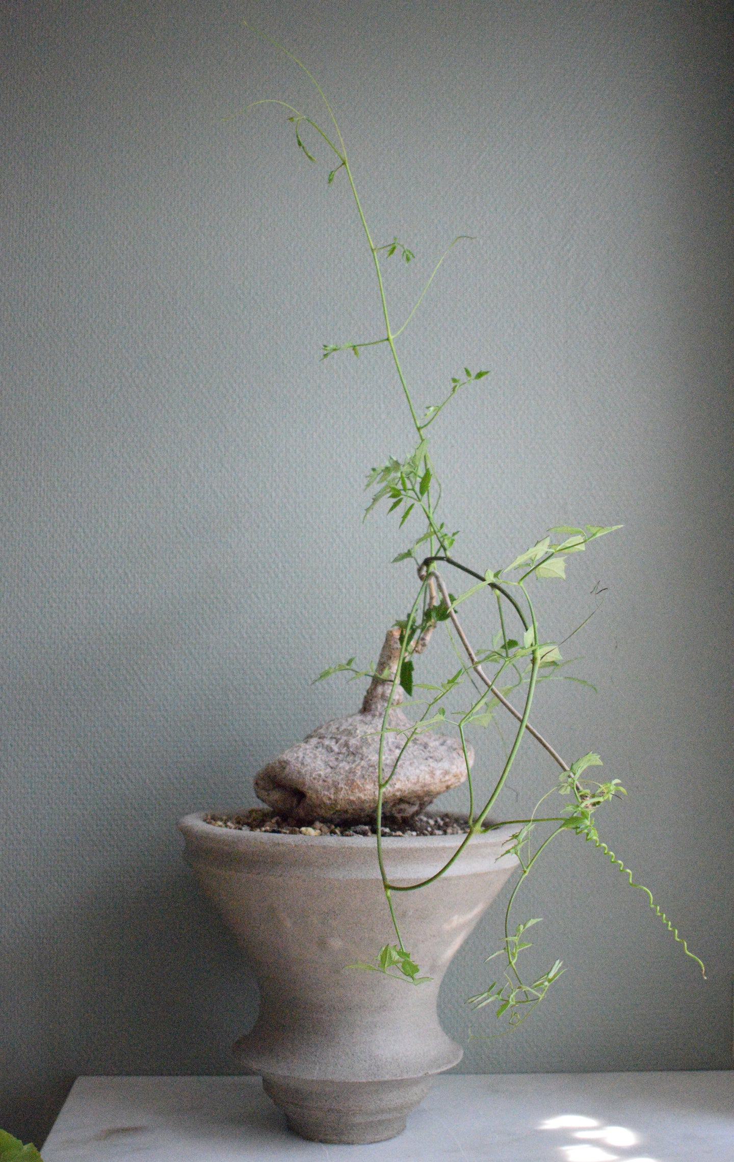 Cyphostemma Elephantopus