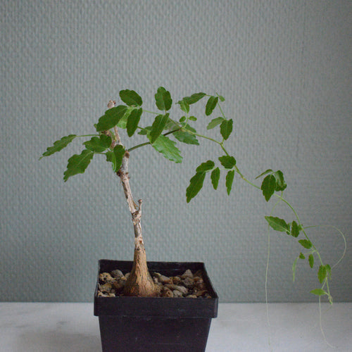Cyphostemma Laza