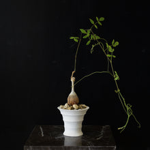 Cyphostemma Laza
