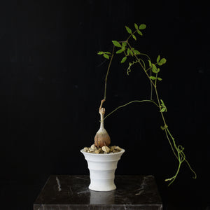 Cyphostemma Laza