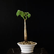 Cyphostemma Macrocarpa