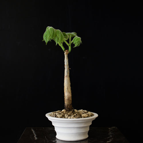 Cyphostemma Macrocarpa