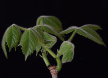 Cyphostemma Macrocarpa