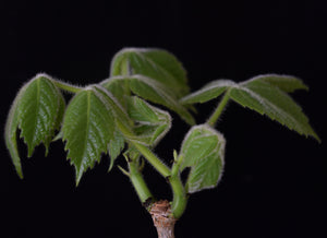Cyphostemma Macrocarpa