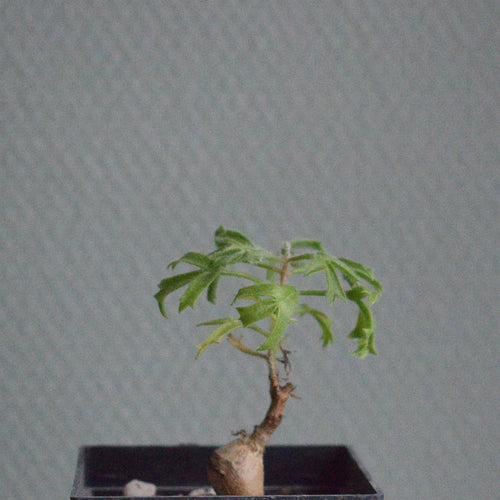 Cyphostemma Montagnacii