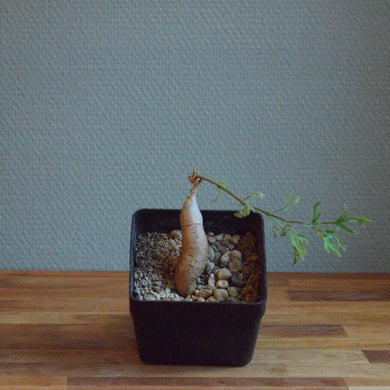 Cyphostemma Montagnacii