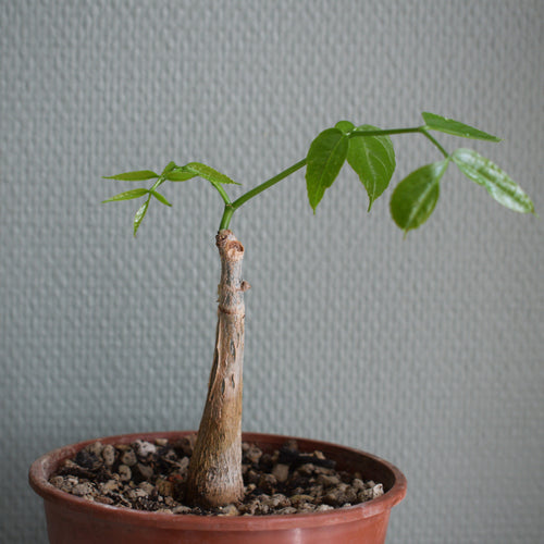 Cyphostemma Sakalavense