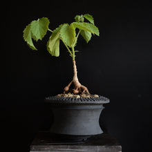 Cyphostemma Sandersonii