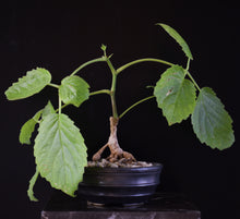 Cyphostemma Sandersonii
