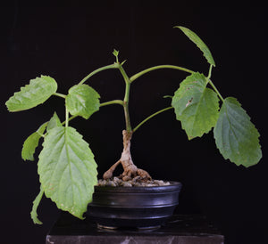 Cyphostemma Sandersonii