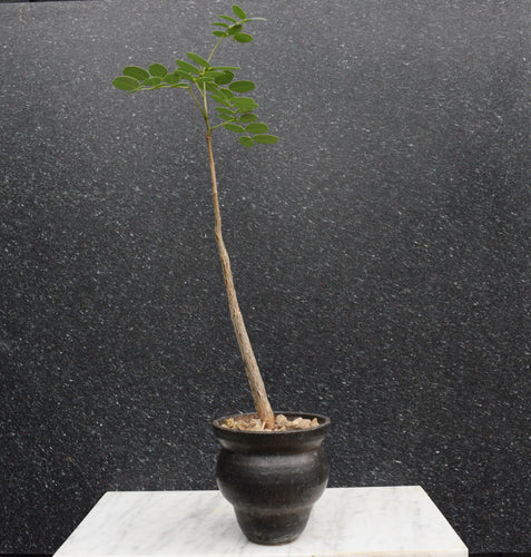 Delonix Pumila