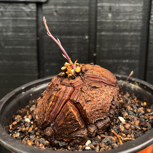 Dioscorea Elephantipes