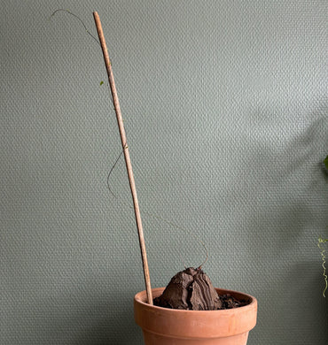 Dioscorea Elephantipes - 8-9cm
