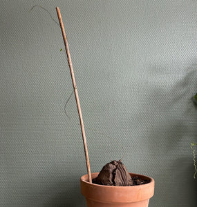 Dioscorea Elephantipes - 8-9cm