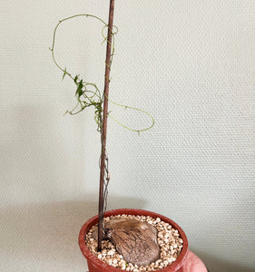 Dioscorea Sylvatica - 10cm