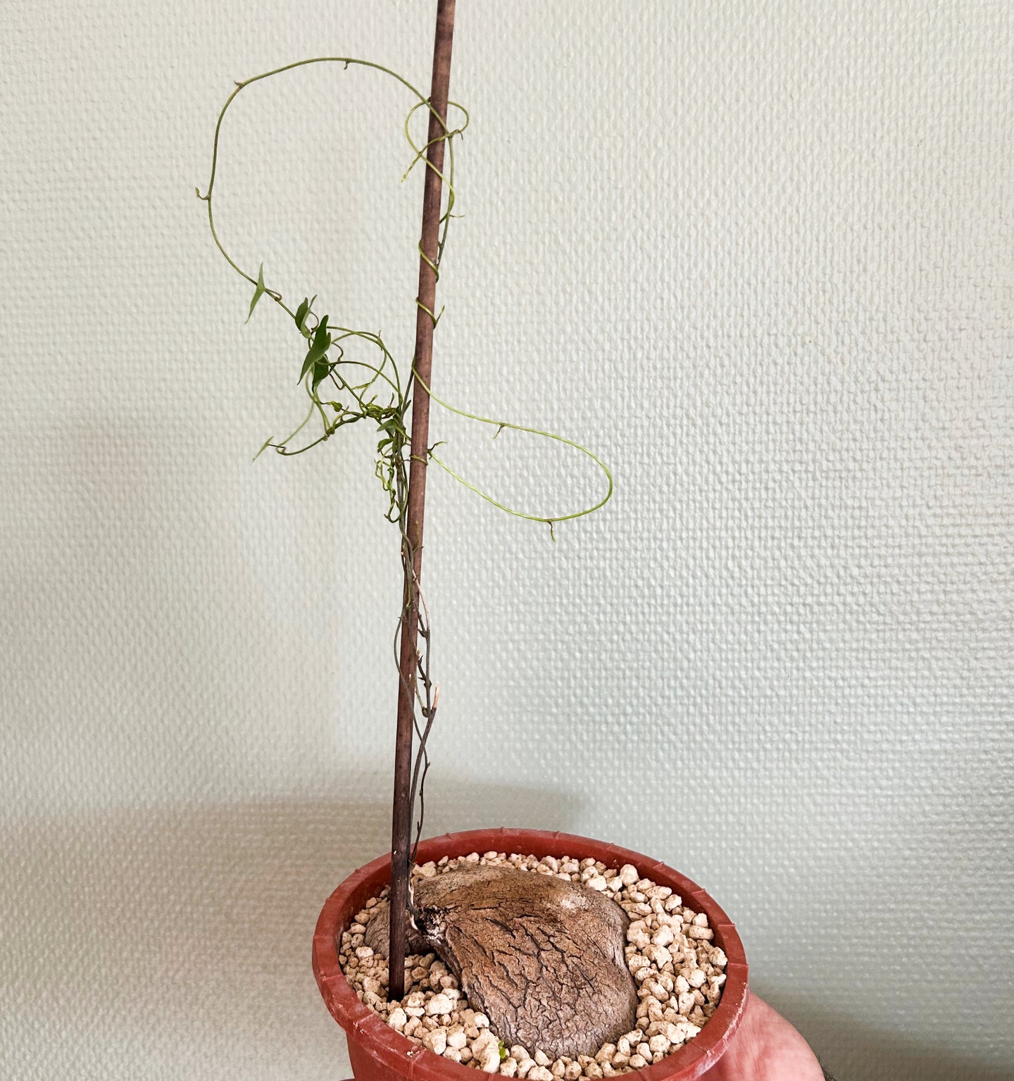 Dioscorea Sylvatica - 10cm
