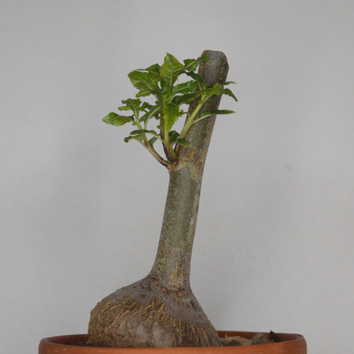 Dorstenia Zanzibarica