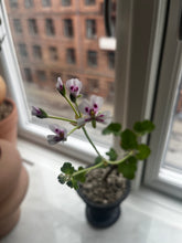 Pelargonium Echinatum