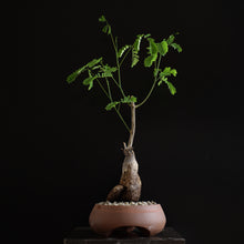 Entada Leptoscachya