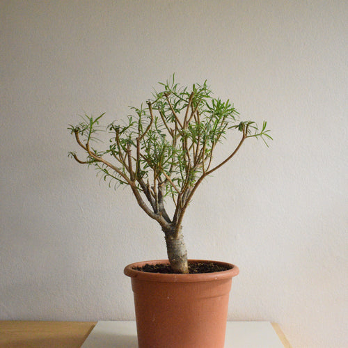 Euphorbia Balsamifera