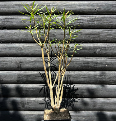Euphorbia Balsamifera - 40cm