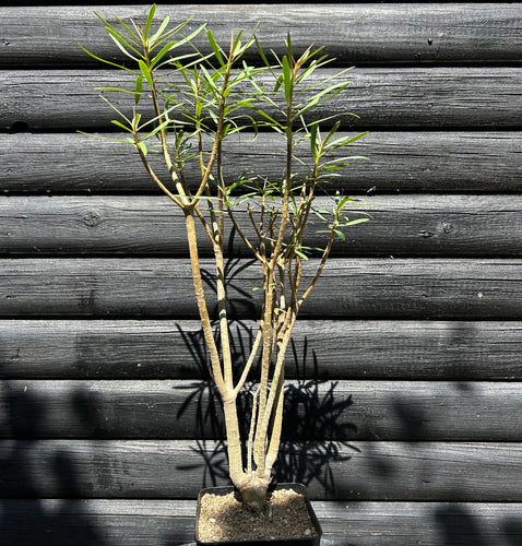 Euphorbia Balsamifera - 40cm