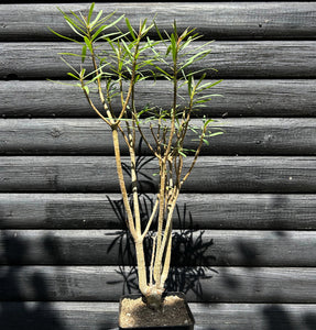 Euphorbia Balsamifera - 40cm
