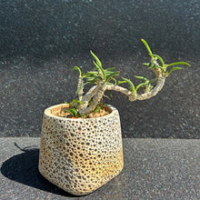Euphorbia Cylindrifolia