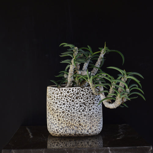 Euphorbia Cylindrifolia
